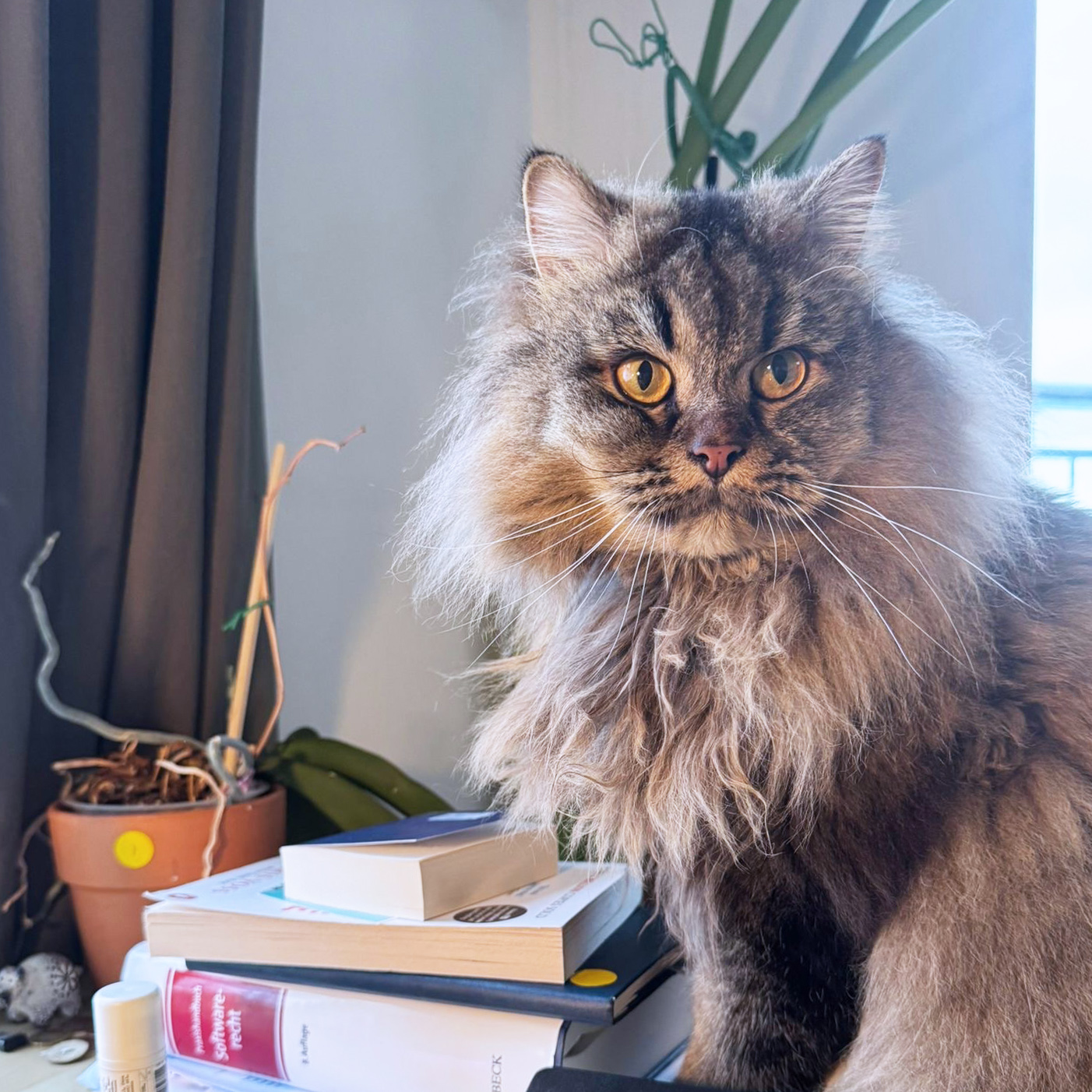 Janas Katze sitzt neben einme Stapel Büchher auf einem Tisch